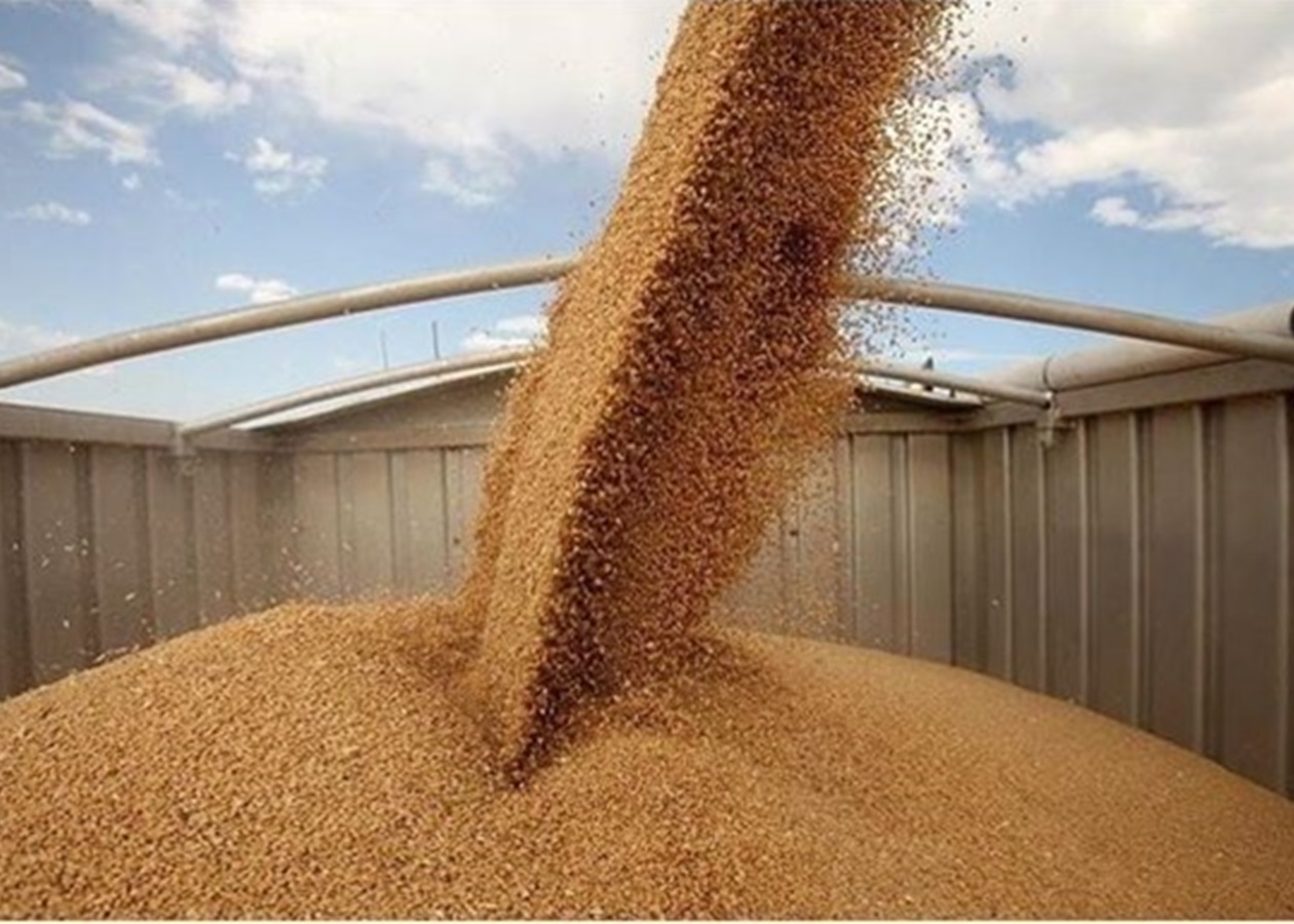 В Україні зібрали майже 51 мільйон тонн зерна