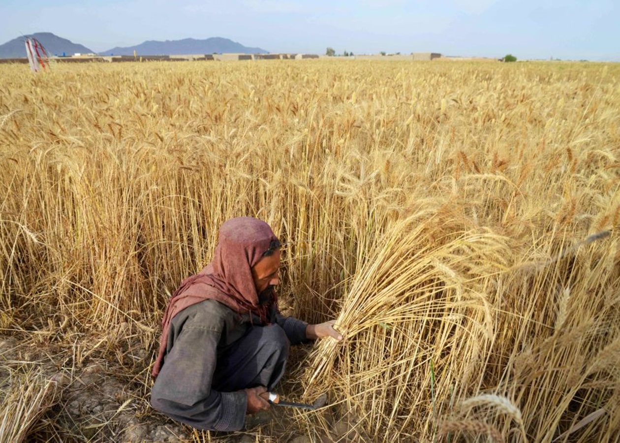 До Росії завозитимуть трудових мігрантів з Афганістану