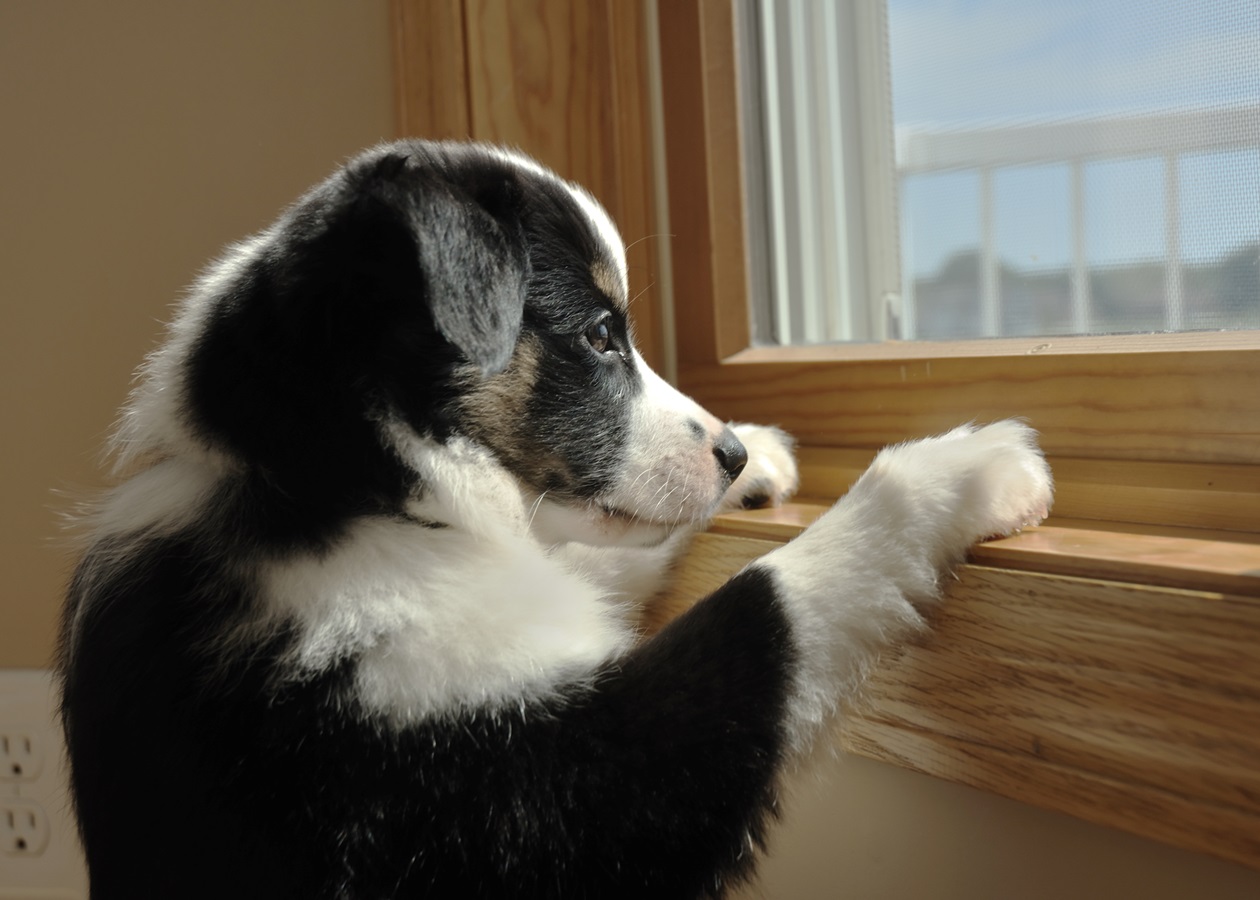 На Хмельниччині чоловік викинув собаку з сьомого поверху