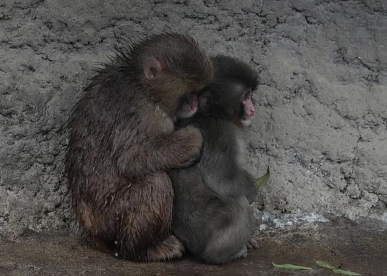 Самотня мавпочка Панч знайшла друга: її відкинула зграя